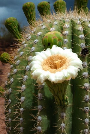 Single Bloom